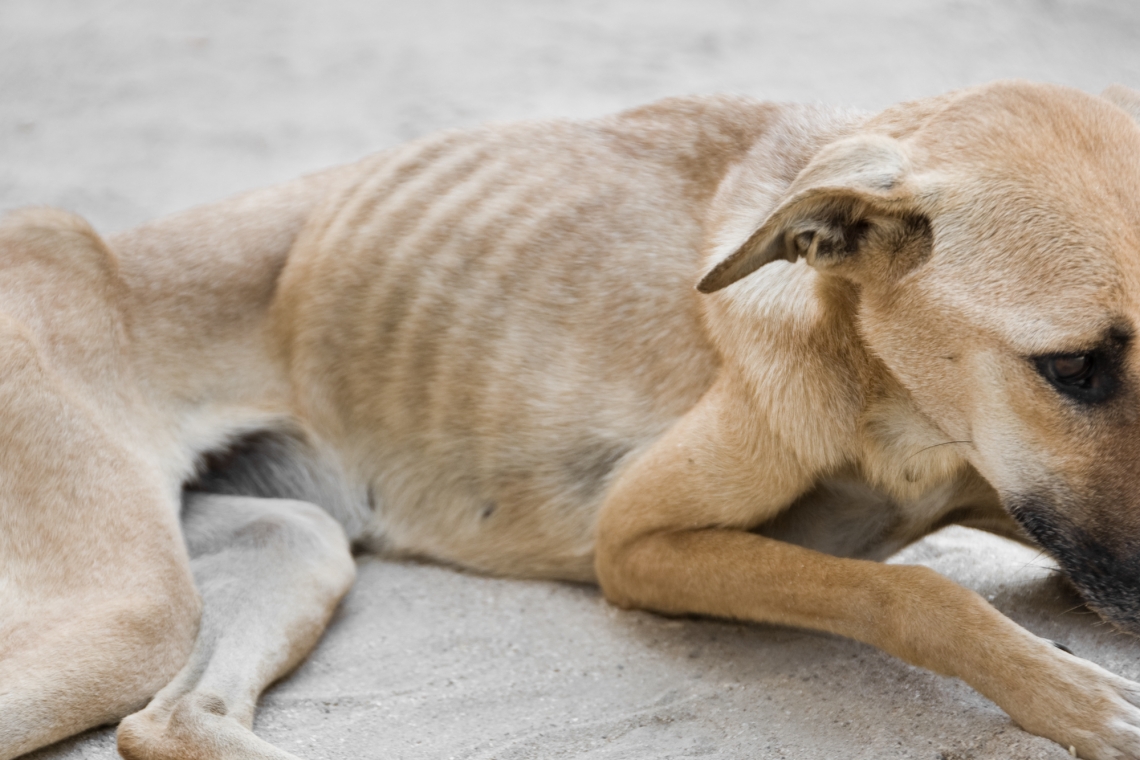 Enteropatia Proteino-Disperdente (PLE) del cane 